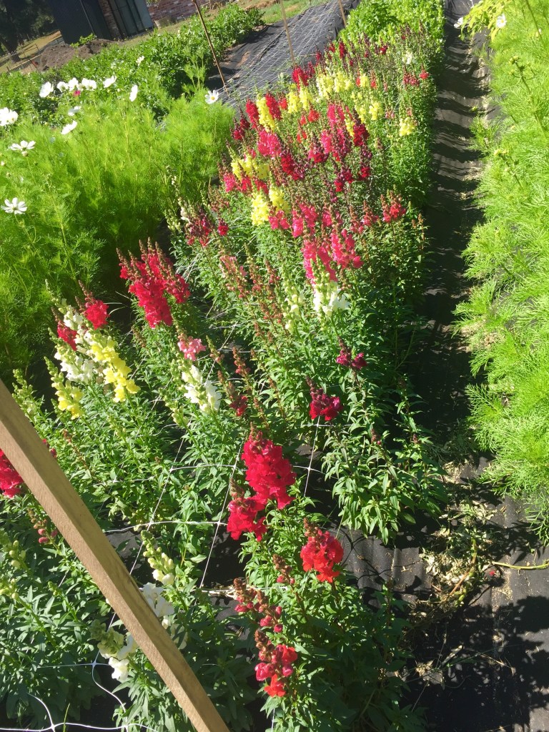 Red snap dragons flowers growing