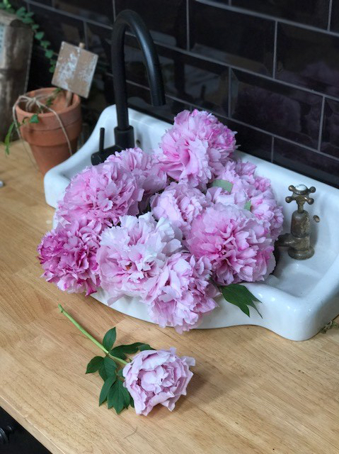Peonies in the sink