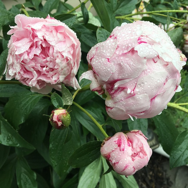 Pink peony on the bush 
