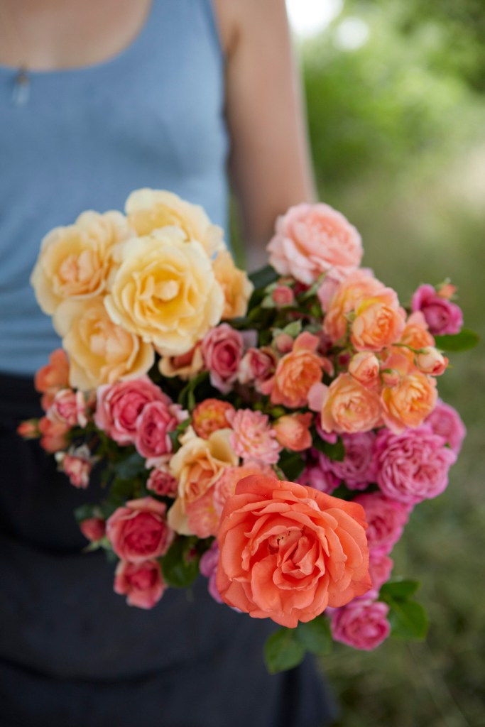 Image from Electric Daisy Flower Farm