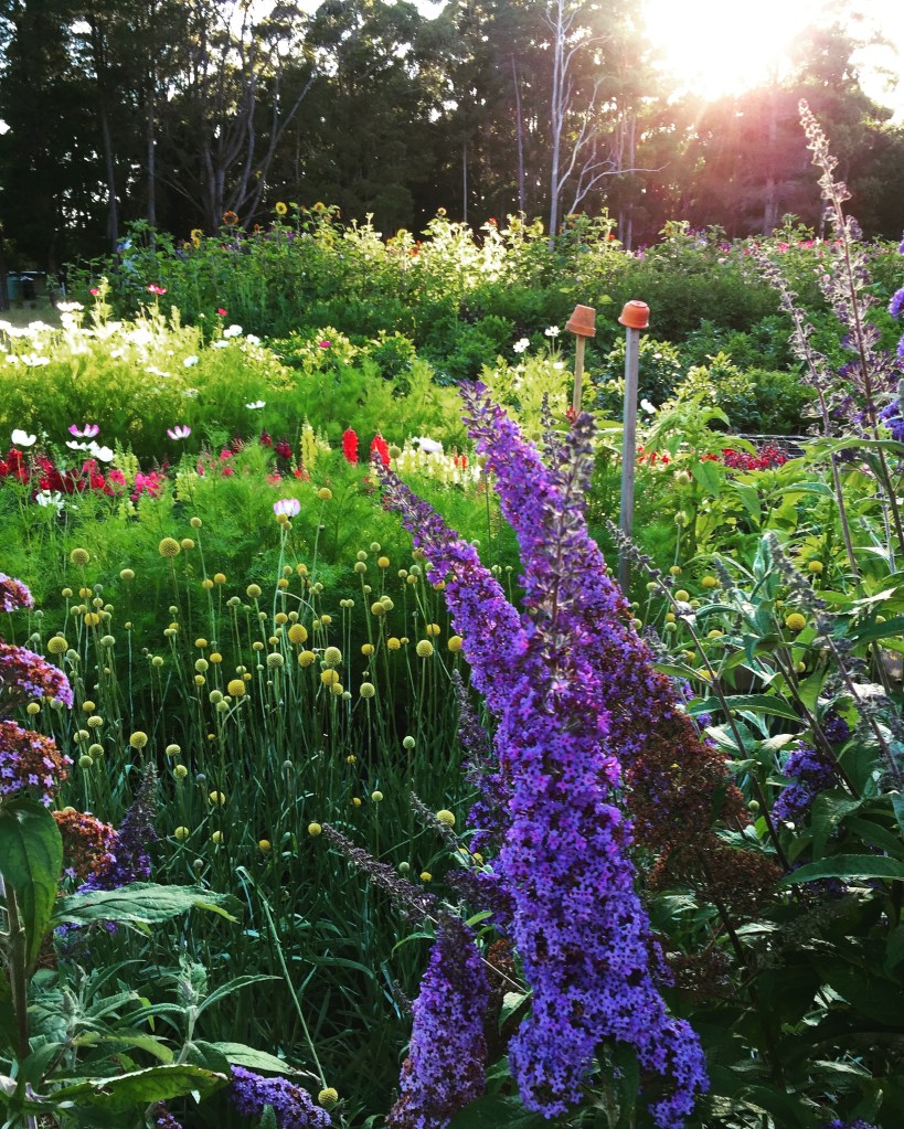 Budlear and flower patch