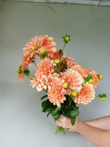 Bunch of apricot dahlias