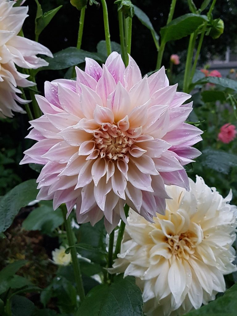 Dahlias