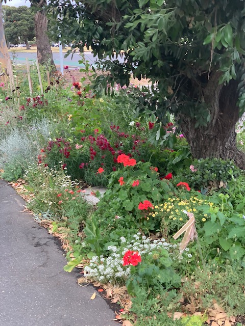Image on left is a nature-strip garden full of red flowers on a street corner.
Image on the right is a door with pot plants bordering the property boundary