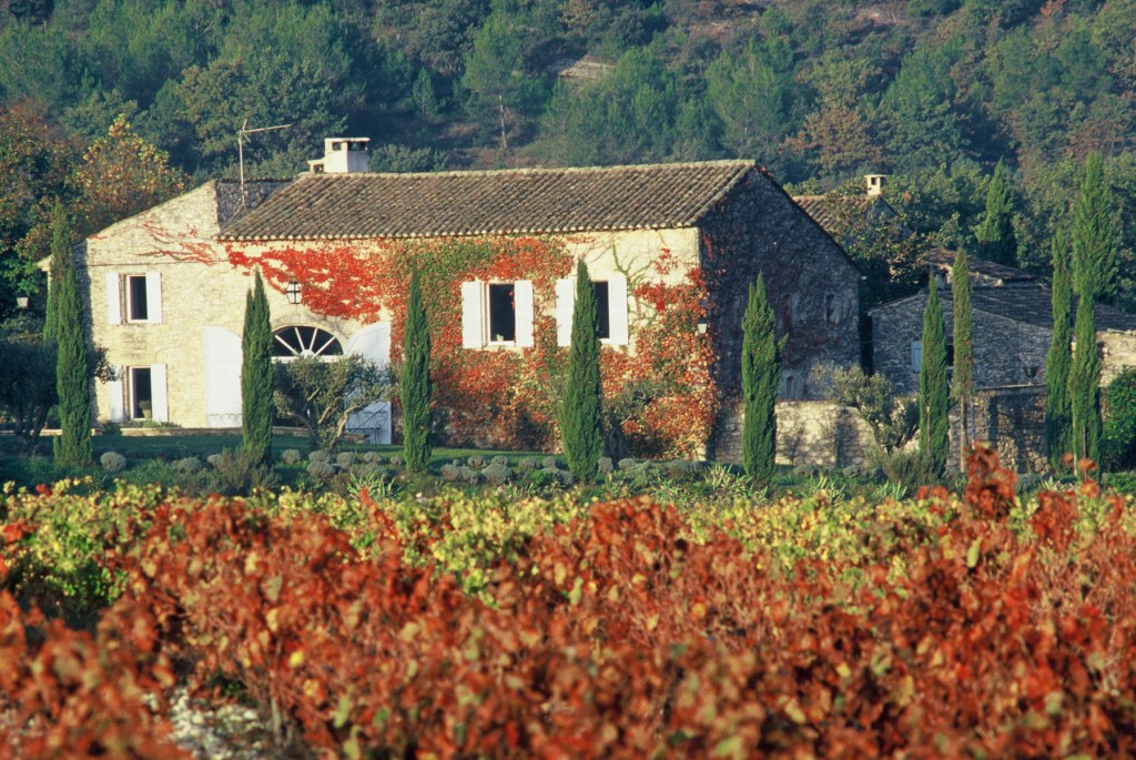 A rustic stone house covered in vibrant red ivy, surrounded by tall cypress trees and a sprawling vineyard with colorful autumn foliage.